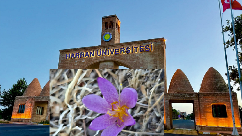 Harran Üniversitesinde Bilim Dünyasına Yeni Bir Çiğdem Türü