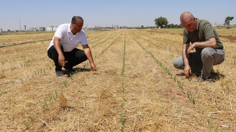 Şanlıurfa'da Toprak Sürülmeden Mısır Ekimi Yapıldı