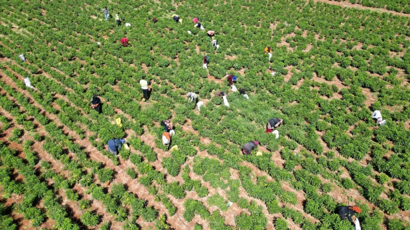 Mayıs 2025'te Tarımsal Girdi Fiyat Endeksi Arttı
