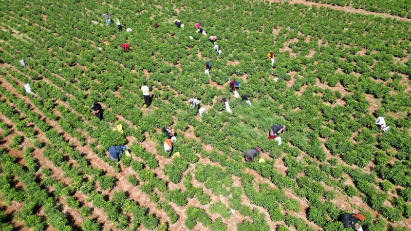 2025 Yılı Bitkisel Üretim 2. Tahmini Açıklandı 