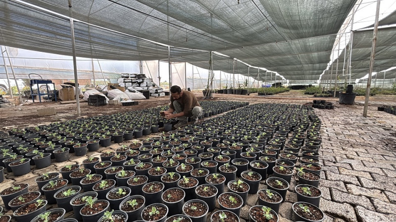 Eyyübiye Sera Kentte Üretim Devam Ediyor