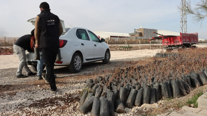 Şanlıurfa Büyükşehir Belediyesi'nden  Çiftçilere Fıstık Fidanı Desteği