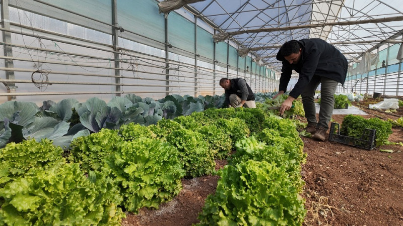 Şanlıurfa Büyükşehir Belediyesi'nin Seralarında Kışlık Sebze Hasadına Başlandı