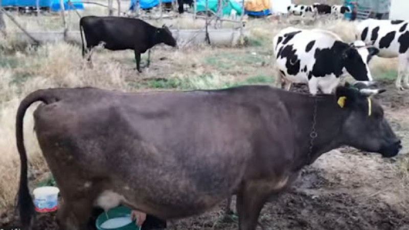 Ekim 2025 Süt ve Süt Ürünleri Üretimi Açıklandı 