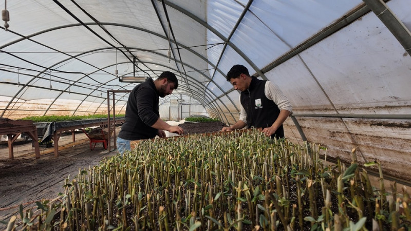 Şanlıurfa'daki Modern seralarda Fidan Üretimi Başladı 
