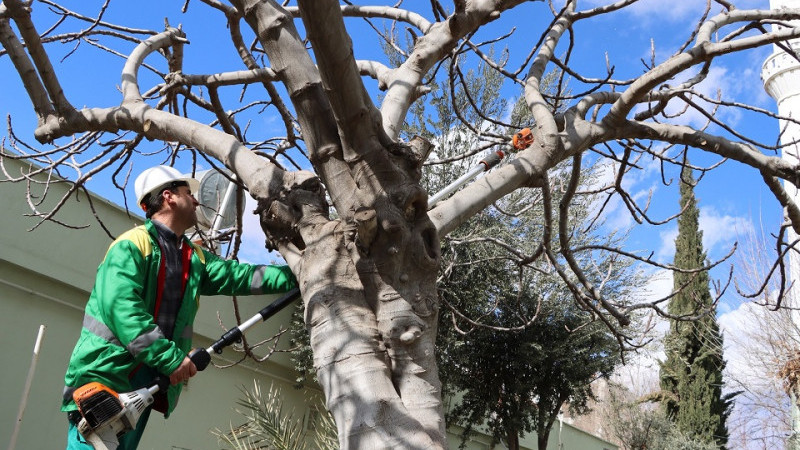 Karaköprü'deki Parklarda Ağaç Budama, Bakım ve Onarım Çalışmaları Başlatıldı