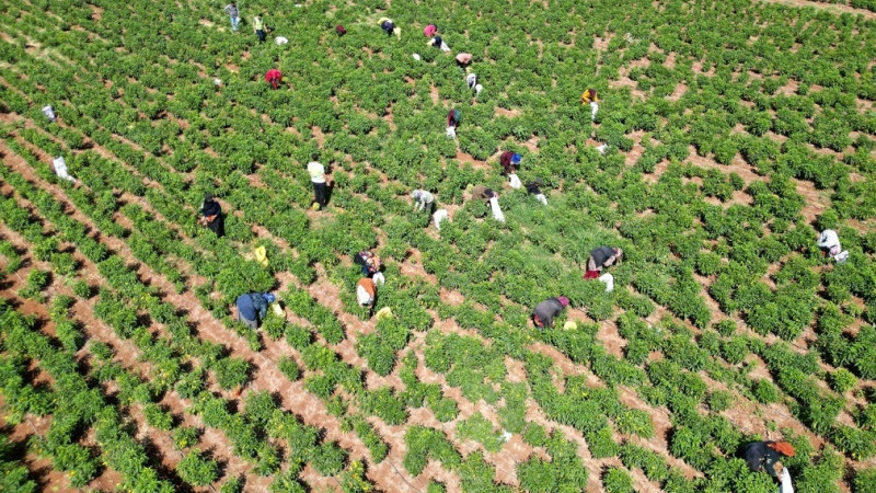 2025 Yılı Bitkisel Ürün Denge Tabloları Açıklandı