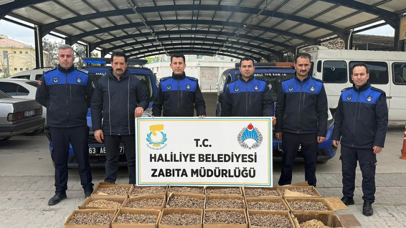 Haliliye'de 180 Kilogram Küflenmiş Ceviz Ele Geçirildi
