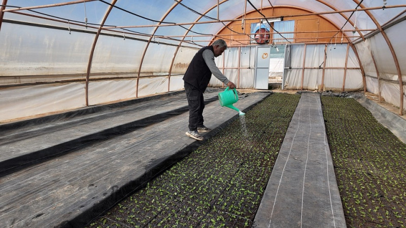 Şanlıurfa Büyükşehir Belediyesi'nden 400 Bin Adet Mevsimlik Çiçek Üretimi