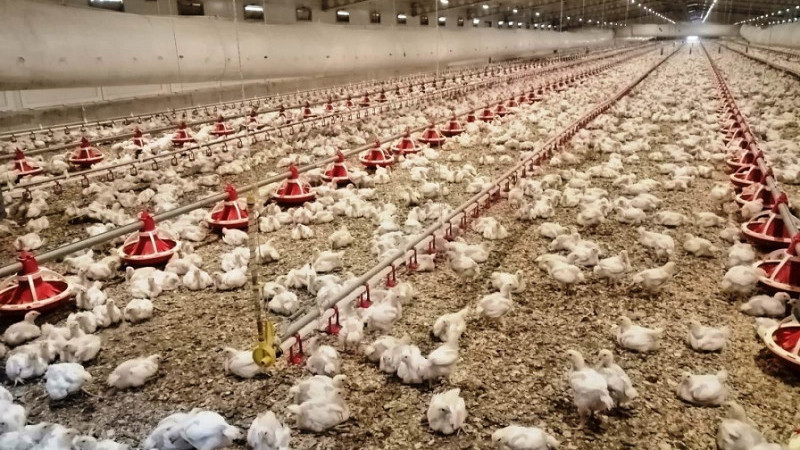 Ocak 2026 Kümes Hayvancılığı Üretimi Açıklandı 