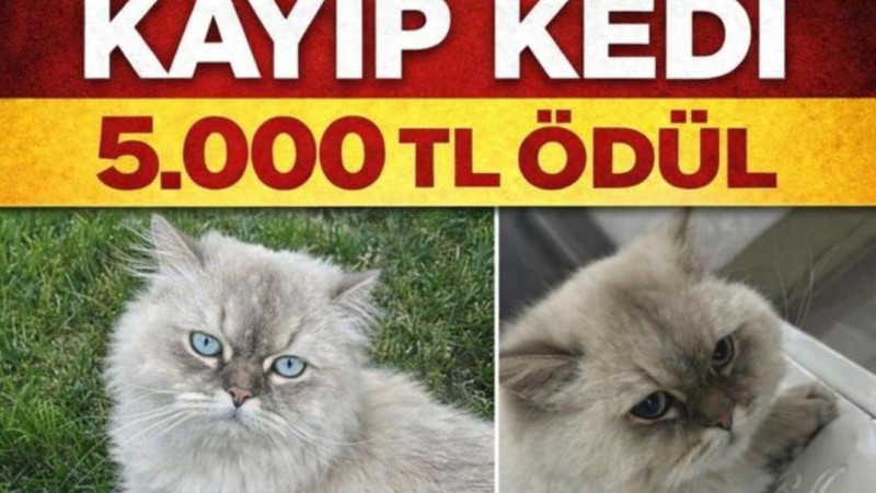 Şanlıurfa’'da Kayıp Kediyi Bulana 5 Bin TL Ödül Verilecek