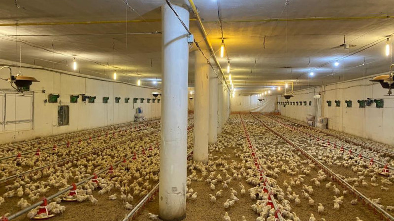  Mart 2026 Kümes Hayvancılığı Üretimi Açıklandı