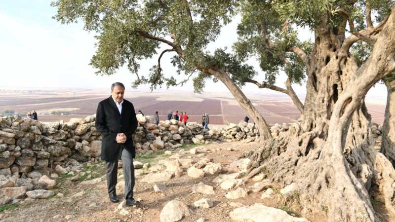 Göbekli Anıt Zeytin Ağacı Çevre Düzenleme Projesi Hayata Geçiriliyor