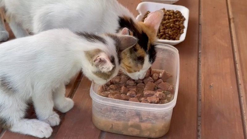 Şanlıurfa'nın 11 Farklı Noktasına Toplam 12 Kedi Evi Kuruldu