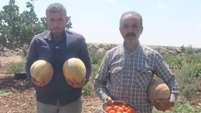 Şanlıurfa’da Ata Tohumları Ürün Vermeye Başladı