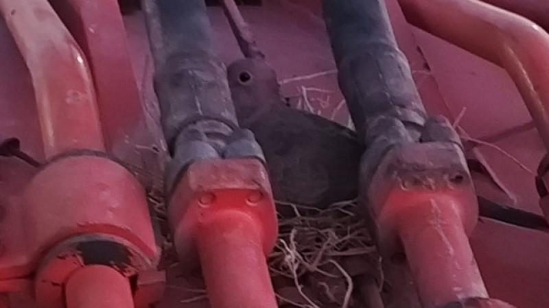 İş Makinasında Kuş Yuva Yaptı,  İş Makinesi Sahibi Çalışmayı Erteledi