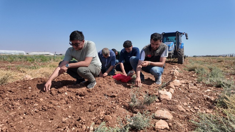  Şanlıurfa’da Safran Üretimi Yeniden Canlanıyor